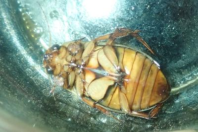 <i>Dytiscus marginalis</i>