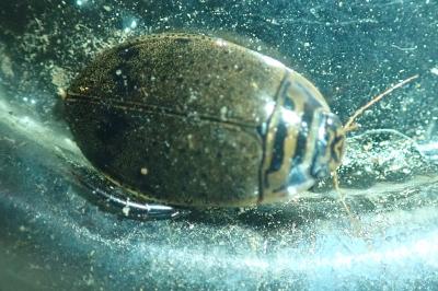 <i>Acilius sulcatus</i>