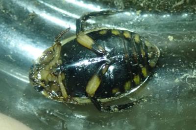 <i>Acilius sulcatus</i>