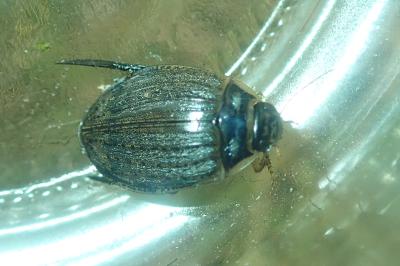 <i>Acilius sulcatus</i>