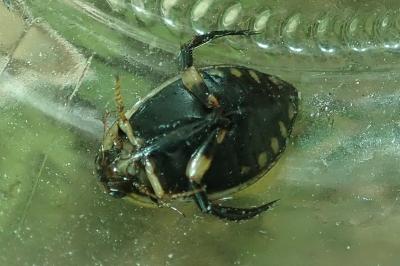 <i>Acilius sulcatus</i>