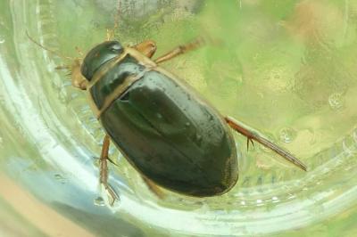 <i>Dytiscus marginalis</i>