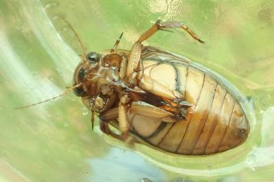 <i>Dytiscus marginalis</i>