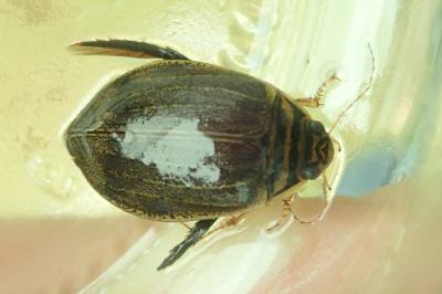 <i>Acilius sulcatus</i>
