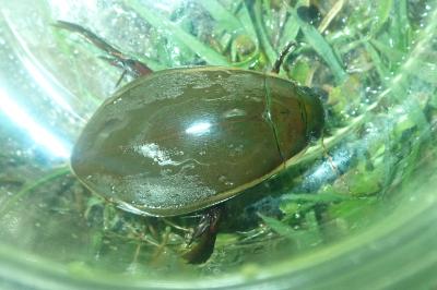 <i>Cybister lateralimarginalis</i>