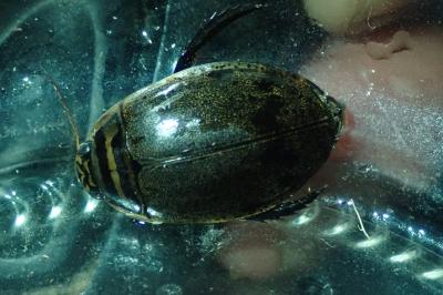 <i>Acilius sulcatus</i>