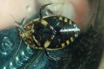 <i>Acilius sulcatus</i>