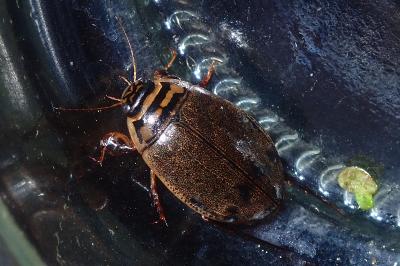 <i>Acilius sulcatus</i>