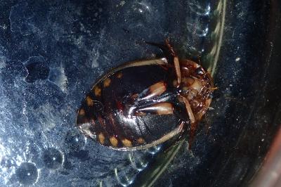 <i>Acilius sulcatus</i>