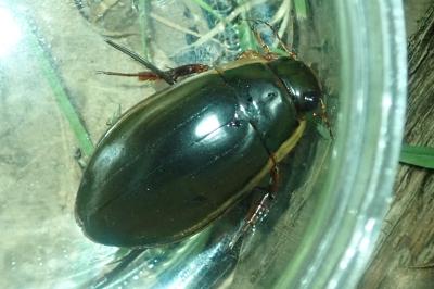 <i>Dytiscus dimidiatus</i>
