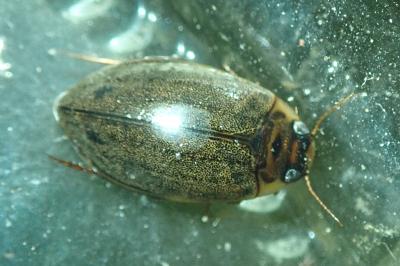<i>Rhantus suturalis</i>