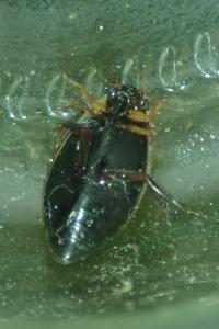 <i>Rhantus suturalis</i>