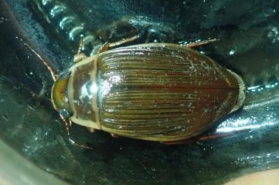 <i>Dytiscus marginalis</i>