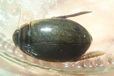 <i>Acilius canaliculatus</i>