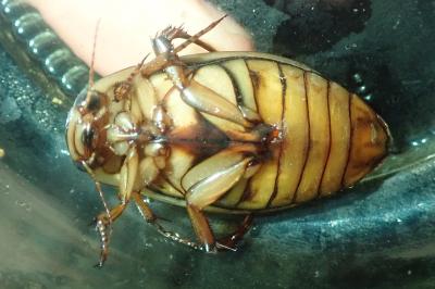 <i>Dytiscus marginalis</i>
