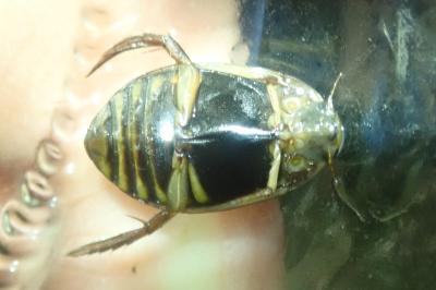 <i>Acilius canaliculatus</i>