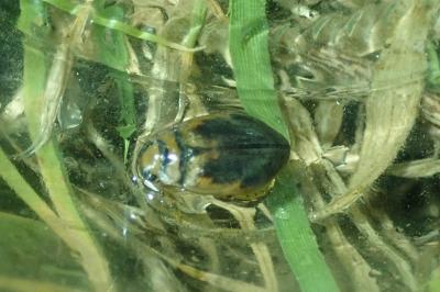 <i>Hygrobia hermanni</i>
