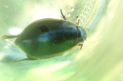 <i>Cybister lateralimarginalis</i>