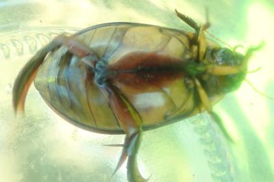 <i>Cybister lateralimarginalis</i>