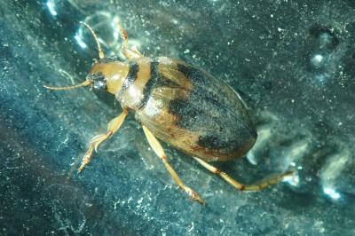 <i>Hygrobia hermanni</i>