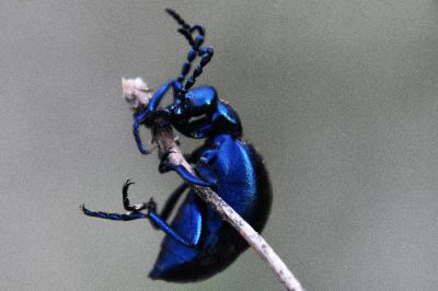 <i>Meloe violaceus</i>
