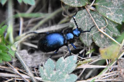 <i>Meloe violaceus</i>