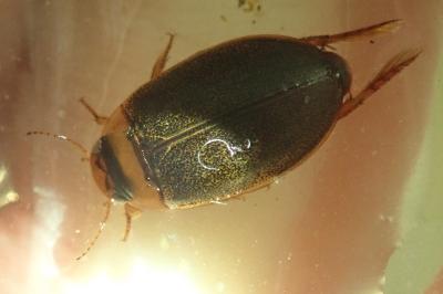 <i>Rhantus</i>