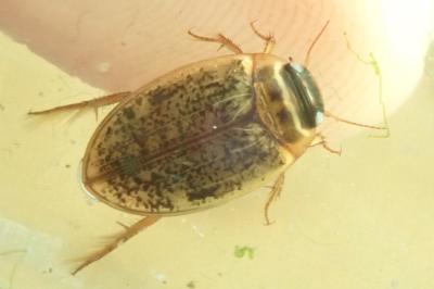 <i>Agabus nebulosus</i>