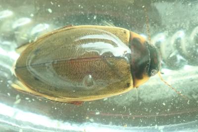 <i>Colymbetes fuscus</i>