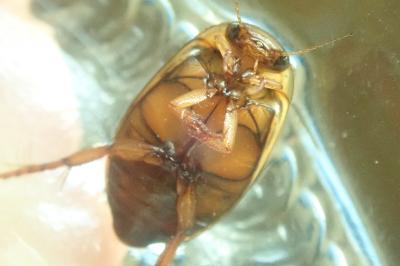 <i>Rhantus</i>