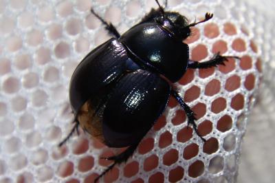 <i>Anoplotrupes stercorosus</i>