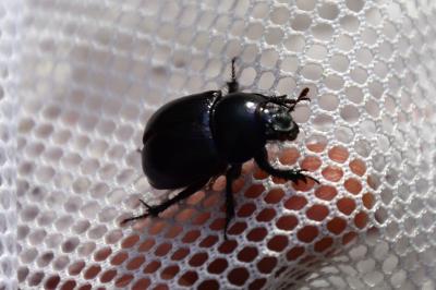 <i>Anoplotrupes stercorosus</i>