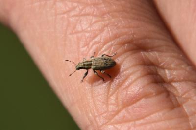 <i>Sitona</i>