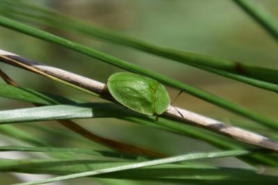 <i>Cassida viridis</i>