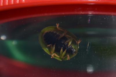 <i>Cassida viridis</i>