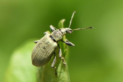 <i>Phyllobius pomaceus</i>