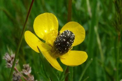 <i>Oxythyrea funesta</i>