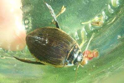 <i>Acilius sulcatus</i>