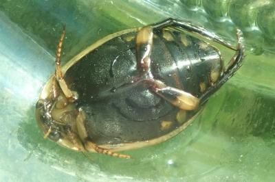 <i>Acilius sulcatus</i>