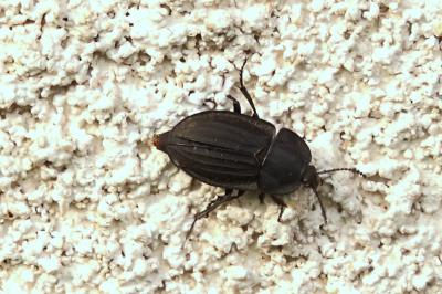 <i>Silpha carinata</i>
