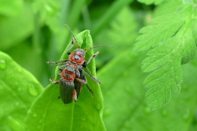 <i>Cantharis rustica</i>
