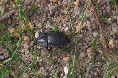 <i>Phosphuga atrata</i>