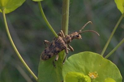 <i>Rhagium sycophanta</i>