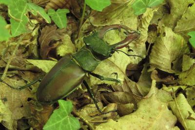 <i>Lucanus cervus</i>
