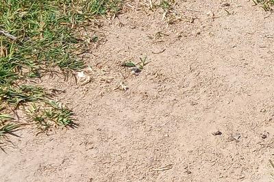 <i>Cicindela campestris</i>