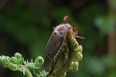 <i>Melolontha melolontha</i>
