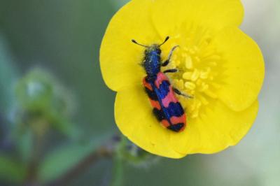 <i>Trichodes alvearius</i>