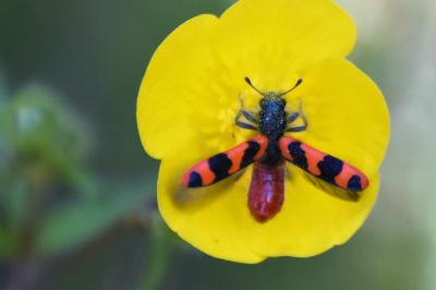 <i>Trichodes alvearius</i>