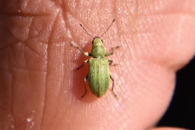 <i>Pachyrhinus lethierryi</i>