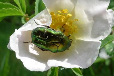 <i>Cetonia aurata aurata</i>